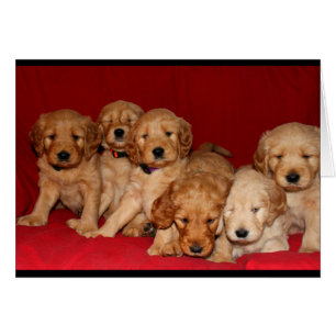 Goldendoodle Puppy All Occasion Card