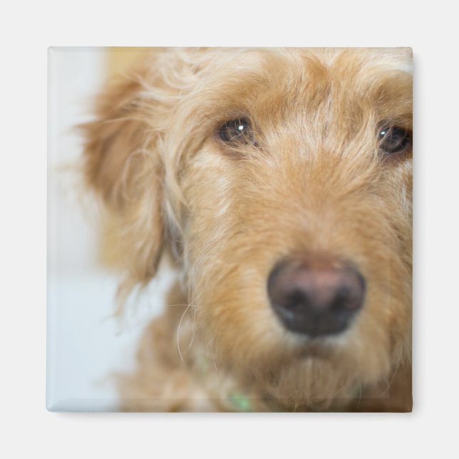 Goldendoodle Puppy Closeup Magnet (Front)