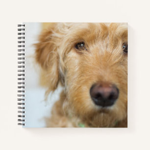 Goldendoodle Puppy Closeup Notebook