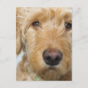 Goldendoodle Puppy Closeup Postcard