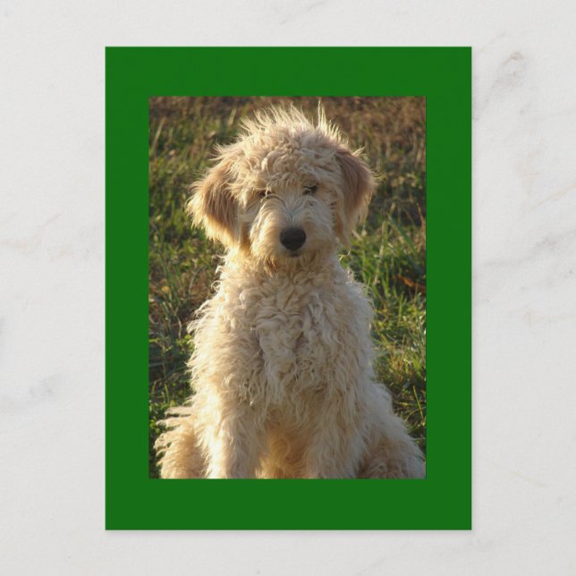 Goldendoodle Puppy Dog Blank Green Postcard (Front)