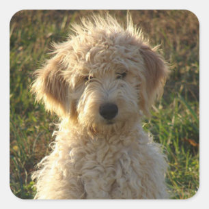 Goldendoodle Puppy Dog Greeting Sticker / Label