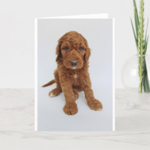 Goldendoodle Puppy Greeting Card