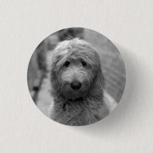 Goldendoodle Puppy In Backyard 1 Inch Round Button