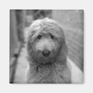 Goldendoodle Puppy In Backyard Magnet