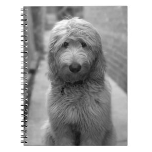 Goldendoodle Puppy In Backyard Notebook