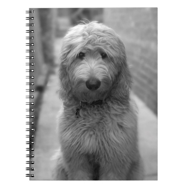 Goldendoodle Puppy In Backyard Notebook (Front)