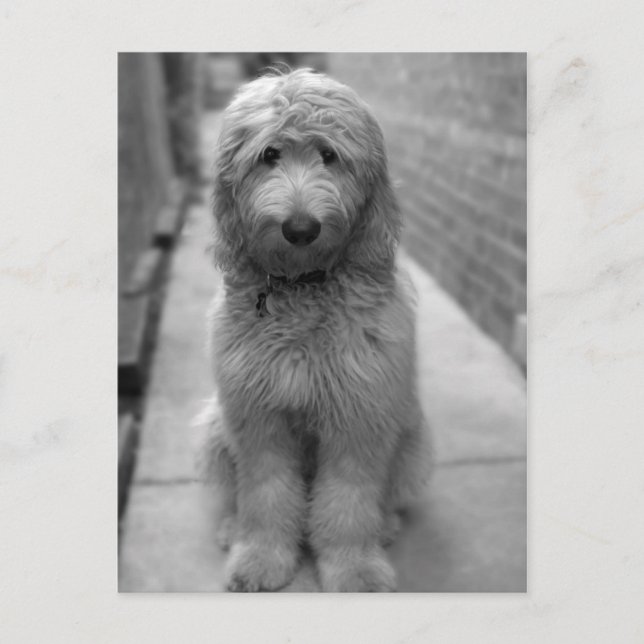 Goldendoodle Puppy In Backyard Postcard (Front)