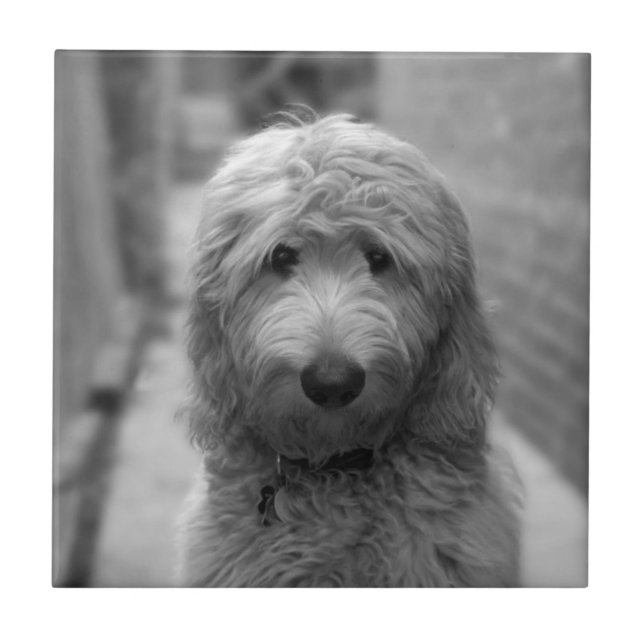 Goldendoodle Puppy In Backyard Tile (Front)