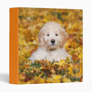 Goldendoodle Puppy In Fall Leaves Binder