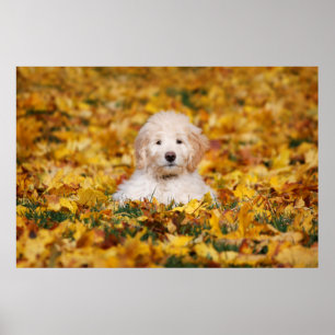 Goldendoodle Puppy In Fall Leaves Poster