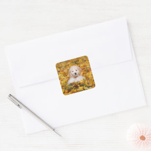 Goldendoodle Puppy In Fall Leaves Square Sticker