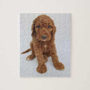 Goldendoodle puppy jigsaw puzzle