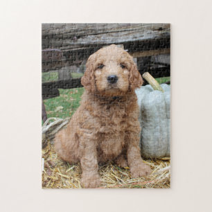 Goldendoodle Puppy Jigsaw Puzzle