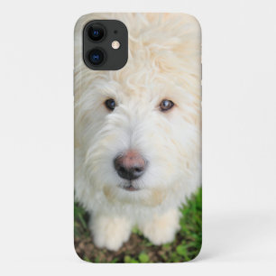 Goldendoodle Puppy Looking At Camera iPhone 11 Case
