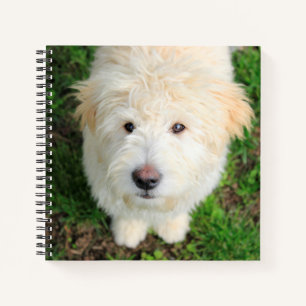 Goldendoodle Puppy Looking At Camera Notebook