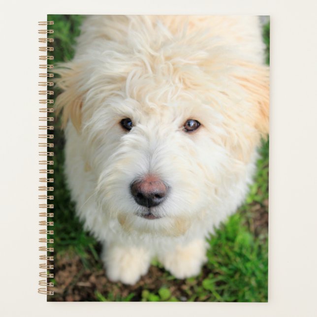 Goldendoodle Puppy Looking At Camera Planner (Front)
