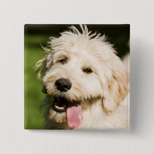 Goldendoodle Puppy Panting 2 Inch Square Button (Front)