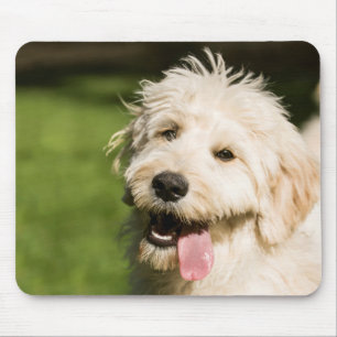 Goldendoodle Puppy Panting Mouse Pad