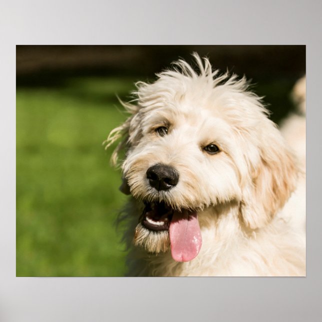 Goldendoodle Puppy Panting Poster (Front)