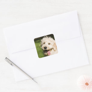 Goldendoodle Puppy Panting Square Sticker