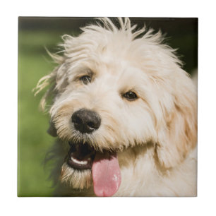 Goldendoodle Puppy Panting Tile