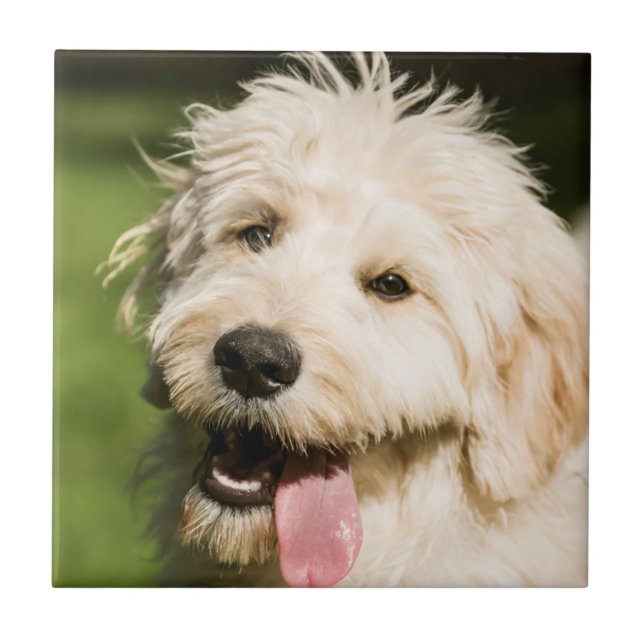 Goldendoodle Puppy Panting Tile (Front)