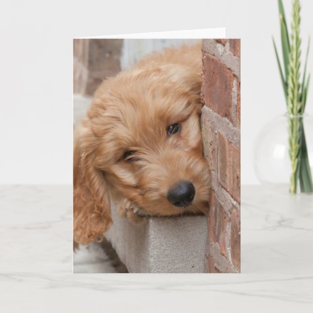 Goldendoodle Puppy Peeking Card (Front)