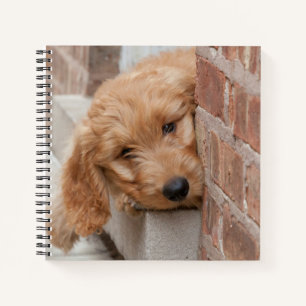 Goldendoodle Puppy Peeking Notebook
