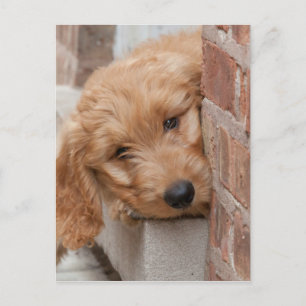 Goldendoodle Puppy Peeking Postcard