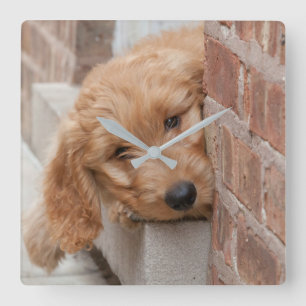 Goldendoodle Puppy Peeking Square Wall Clock