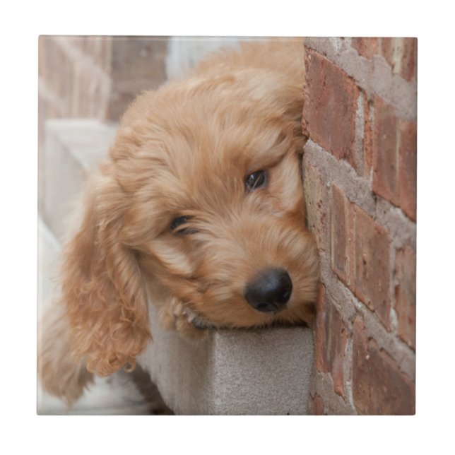 Goldendoodle Puppy Peeking Tile (Front)