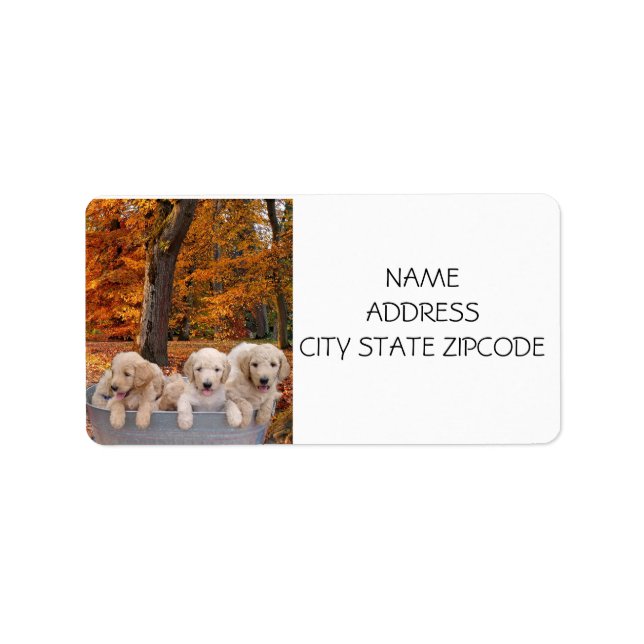 GOLDENDOODLE PUPPY RETOURNER ÉTIQUETTES (Devant)