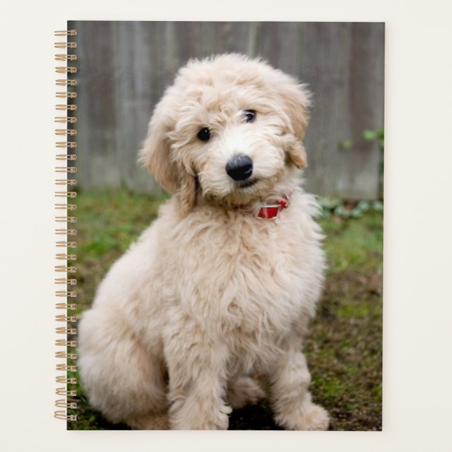 Goldendoodle Puppy Se Trouve Dans L'Herbe (Devant)