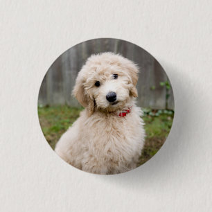 Goldendoodle Puppy Sits In Grass 1 Inch Round Button