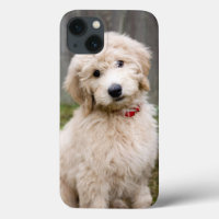 Goldendoodle Puppy Sits In Grass