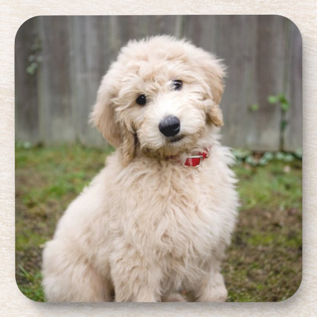 Goldendoodle Puppy Sits In Grass Coaster (Front)