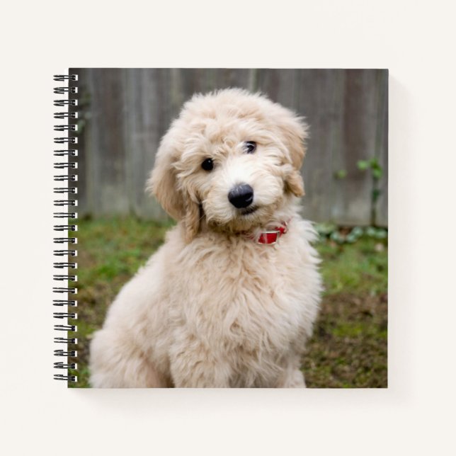 Goldendoodle Puppy Sits In Grass Notebook (Front)