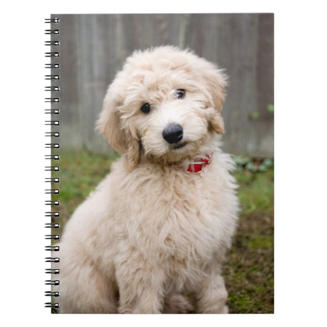 Goldendoodle Puppy Sits In Grass Notebook (Front)