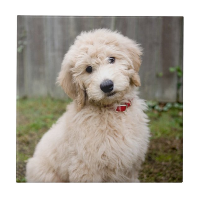 Goldendoodle Puppy Sits In Grass Tile (Front)