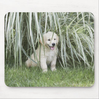 Goldendoodle puppy sitting under tall grasses mouse pad
