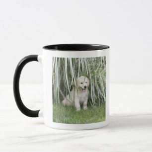 Goldendoodle puppy sitting under tall grasses mug