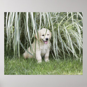 Goldendoodle puppy sitting under tall grasses poster