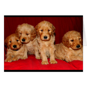 Goldendoodle Puppy Toute carte d'occasion