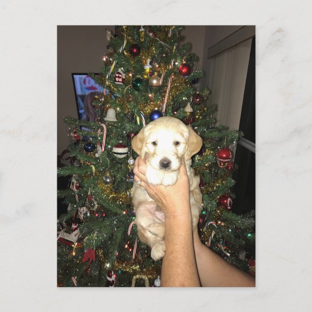 GoldenDoodle Puppy With Christmas Tree Holiday Postcard (Front)