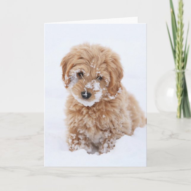 Goldendoodle Puppy With Snow On Face Card (Front)