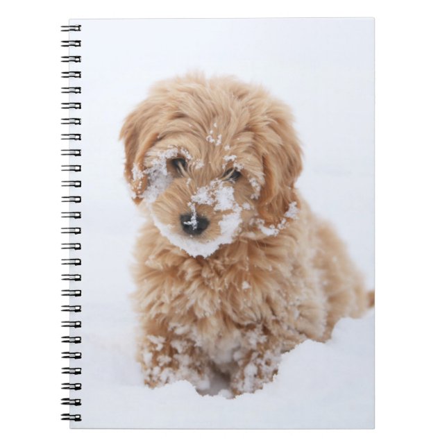 Goldendoodle Puppy With Snow On Face Notebook (Front)