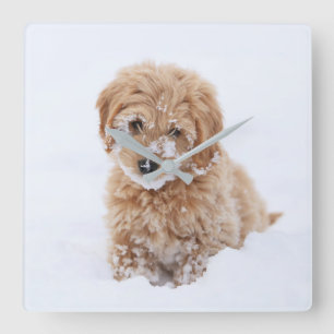 Goldendoodle Puppy With Snow On Face Square Wall Clock