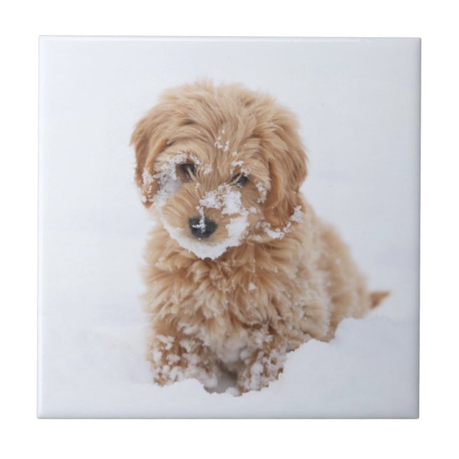 Goldendoodle Puppy With Snow On Face Tile (Front)
