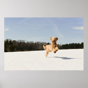 Goldendoodle Running Through Field Poster